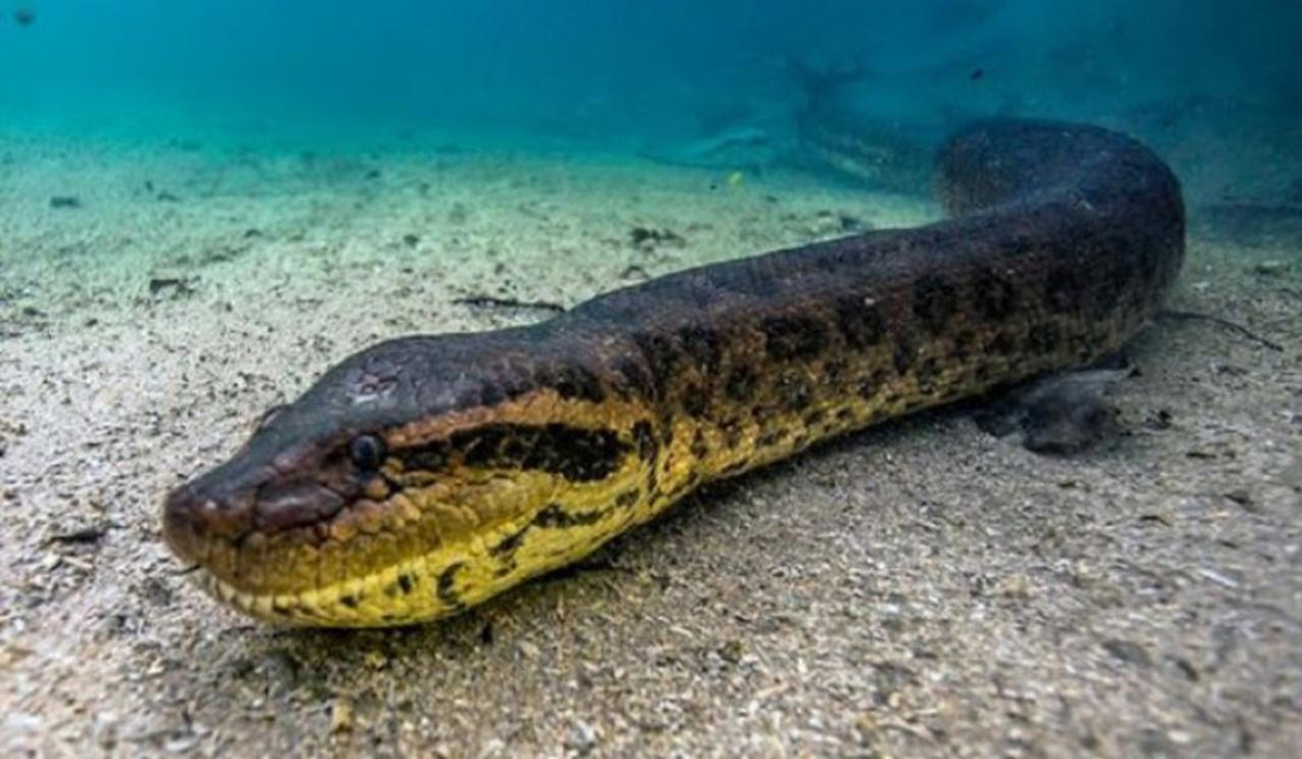 Anaconda Characteristics and Behavior